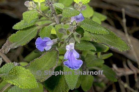 salvia melissodora 2 graphic